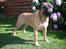 Bullmastiff Ace of Beton`s Agori (Cujo)