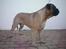 Bullmastiff Ace of Beton`s Agori (Cujo)
