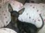 Dvaergpinscher Rødkildes Lucka - Lucka 17 uger gammel ;)
