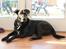 Blanding af racer Kenzo <3 - Min smukke hund!<3 =)