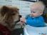 Chow chow basse