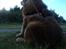 Chow chow basse