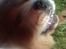 Chow chow basse