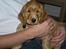 Cocker spaniel Amber rose (Trille) - Velkommen til Trilles profil.. 
Hvalp. 