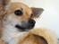Chihuahua Pepsi - Lerches Miss Pepsi