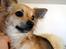 Chihuahua Pepsi - Lerches Miss Pepsi