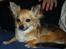 Chihuahua Pepsi - Lerches Miss Pepsi