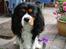 Cavalier king charles spaniel Thor (lille Thor)