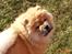 Chow chow Sikka / Rossy Spirit - Nuurh hvor er du kær, Sikka! =)