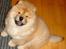 Chow chow Sikka / Rossy Spirit - Sikka ber' om at komme ud :b