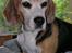 Beagle Betty