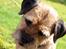 Border terrier Skarreklit Felix