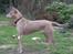 Thai ridgeback dog Djiva  2009-2911  - Stand i haven