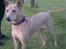 Thai ridgeback dog Djiva  2009-2911  - "Ej se lige derovre- det ser spændende ud altsåååå"
