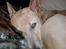 Thai ridgeback dog Djiva  2009-2911  - Putter i sofaen