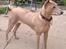 Thai ridgeback dog Djiva  2009-2911  - Stenstøtten Gg