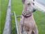 Thai ridgeback dog Djiva  2009-2911 