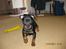 Dvaergpinscher Rødkildes Ferba