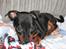 Dvaergpinscher Rødkildes Ferba