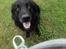 Flat coated retriever bamse