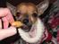 Chihuahua *~ Shika ~* R.I.P - Coktailpølse - YES! :oD