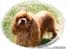 Cavalier king charles spaniel Atti's picture perfect