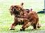 Cavalier king charles spaniel Atti's picture perfect