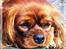 Cavalier king charles spaniel Atti's picture perfect