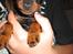 Dvaergpinscher Rødkildes Ferba