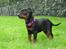 Dvaergpinscher Rødkildes Ferba