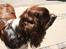 Engelsk springer spaniel Baloo *R.I.P*