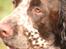 Engelsk springer spaniel Baloo *R.I.P*