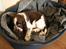 Engelsk springer spaniel Baloo *R.I.P*