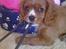 Cavalier king charles spaniel Silje - Nej mor, jeg har ikke taget bøjlen!