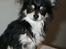 Chihuahua Nano 'Tass' Enzo (Udstationeret) - ..."Uhh, mit 1. bad... Det var ulækkert, syntes jeg". :-)