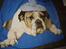 Engelsk bulldog Hertha. R.I.P 26-06-2012