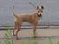 Thai ridgeback dog Djiva  2009-2911 