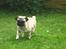 Mops *RBM* Omar Pug Altbox  *Frodo*