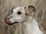 Whippet Hugo 