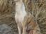 Whippet Hugo 