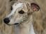 Whippet Hugo 