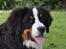 Berner sennenhund Sacko - Smukke dreng