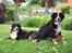 Berner sennenhund Sacko - En rolig stund i haven