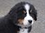 Berner sennenhund Sacko - Lige da han var kommet til Danmark, efter en højst tiltrængt tur i vaskebaljen dukkede denne lille smukke dreng frem...