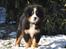 Berner sennenhund Sacko