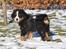 Berner sennenhund Sacko