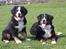 Berner sennenhund Sacko - Sammen med plejemor Shila