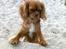 Cavalier king charles spaniel Bella