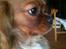 Cavalier king charles spaniel Bella