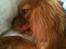 Cavalier king charles spaniel Bella